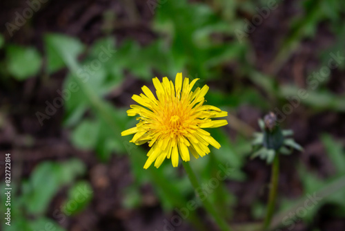 Wallpaper Mural Edible fresh yellow blowball dandelion flowers, spring, summer Torontodigital.ca