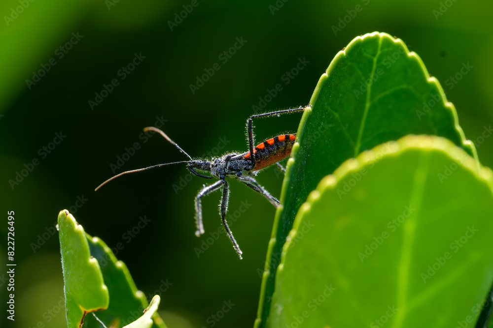 Fototapeta premium Macrofotografía de insectos en el bosque