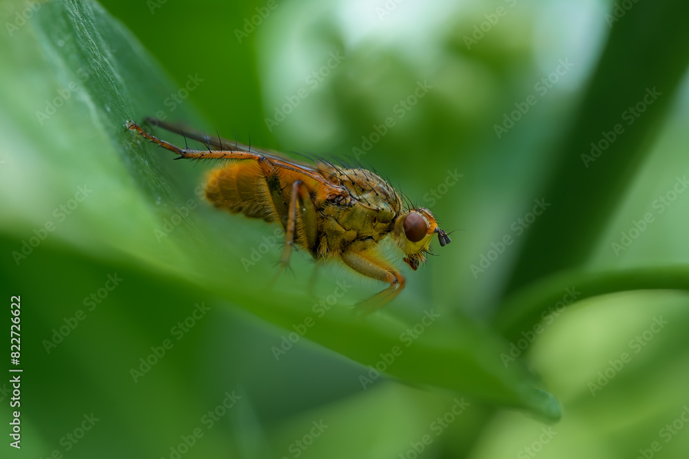 Macrofotografía de insectos en el bosque Macrofotografía de insectos en el bosque
