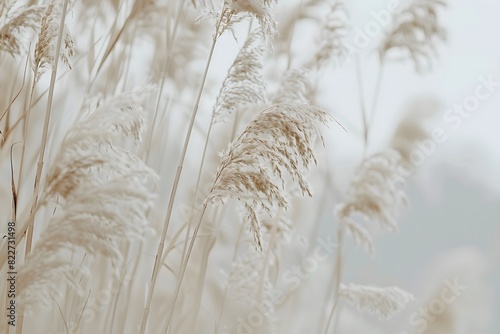 Abstract Beige Background with Tall Grass in Boho Style