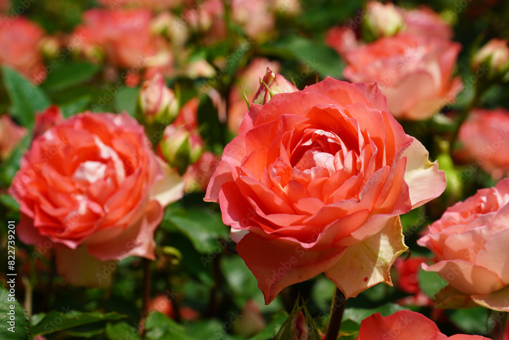 Queen of May Red Roses Queen of May Red Roses