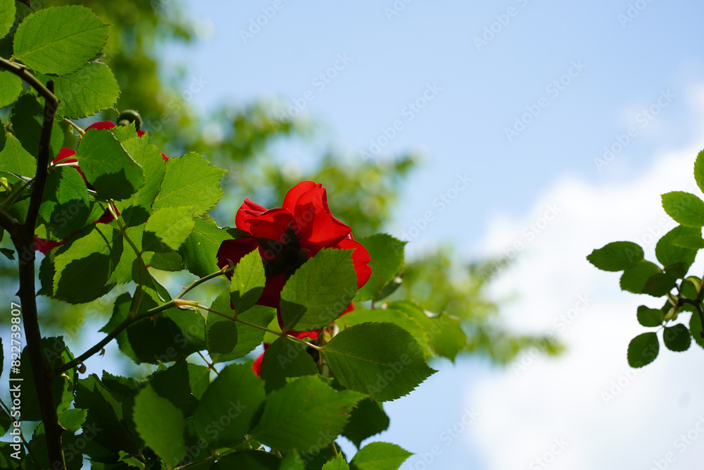 rose rose