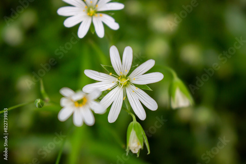 large star-weed - Stellaria holostea - white - detail view photo