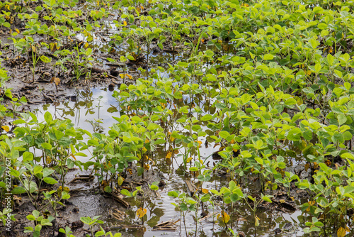soybeans in waterlogged field