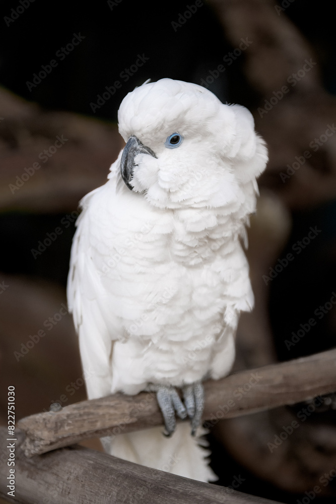 portrait of a white cockatoo (Cacatua alba) portrait of a white cockatoo (Cacatua alba)