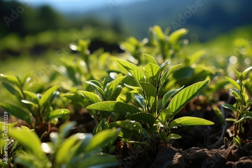 Green tea button and leaves. green tea plantations in the morning.  generative IA