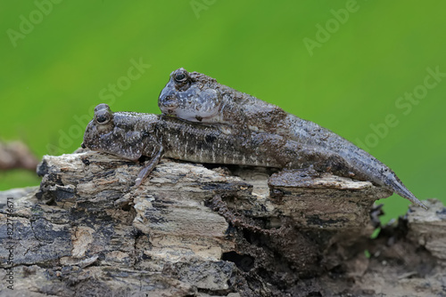 Two barred mudskippers resting on a weathered tree trunk on the edge of the beach estuary. This fish  which is mostly done in the mud  has the scientific name Periophthalmus argentilineatus.