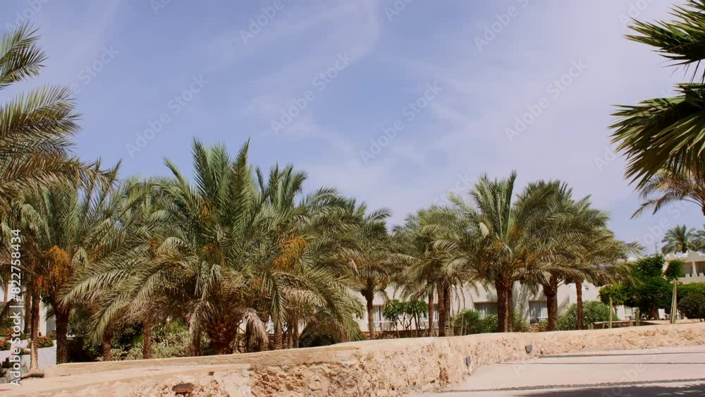 Palm trees bottom view on blue sky background. Tropical coconut palm leaf trees at sunlight. Beach on the tropical island. Slow motion. Looking Up. Advertising, background picture. High quality 4k Palm trees bottom view on blue sky background. Tropical coconut palm leaf trees at sunlight. Beach on the tropical island. Slow motion. Looking Up. Advertising, background picture. High quality 4k