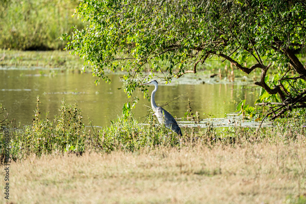 Grey heron standing in field Grey heron standing in field