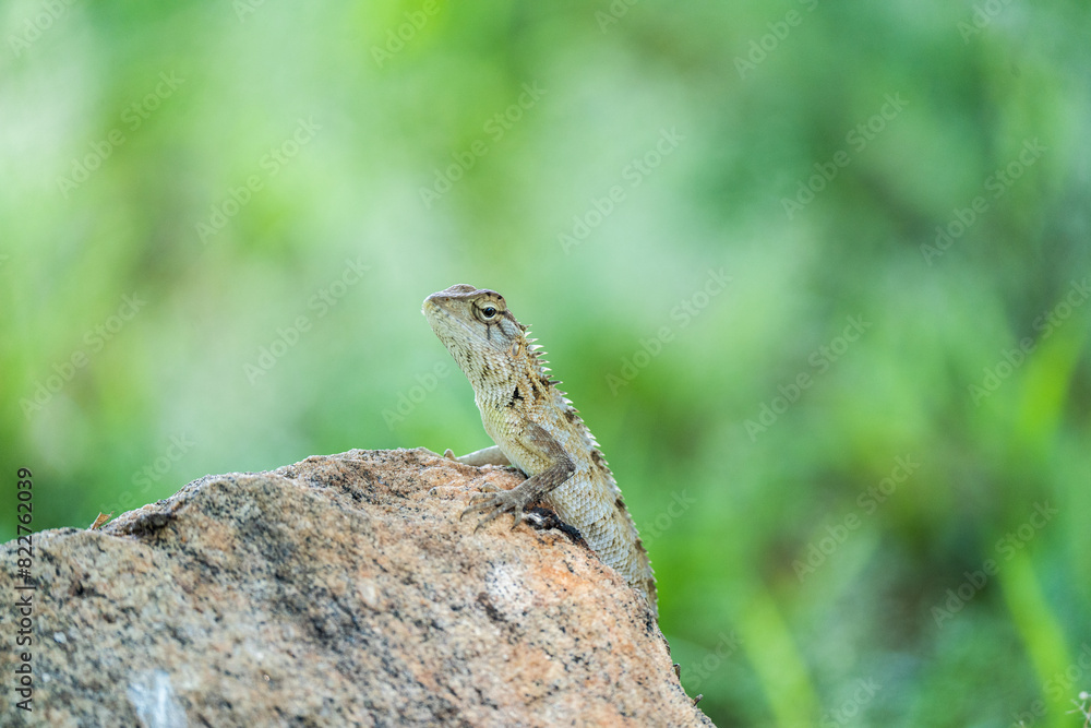 oriental garden lizard or eastern garden lizard in srilanka oriental garden lizard or eastern garden lizard in srilanka