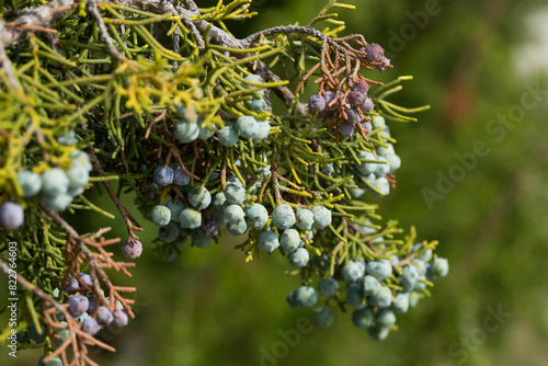 Closeup of bluish gray fruits of Juniperus californica tree in natural habitat.. photo
