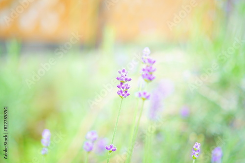 庭に咲くラベンダーの花 © リリ