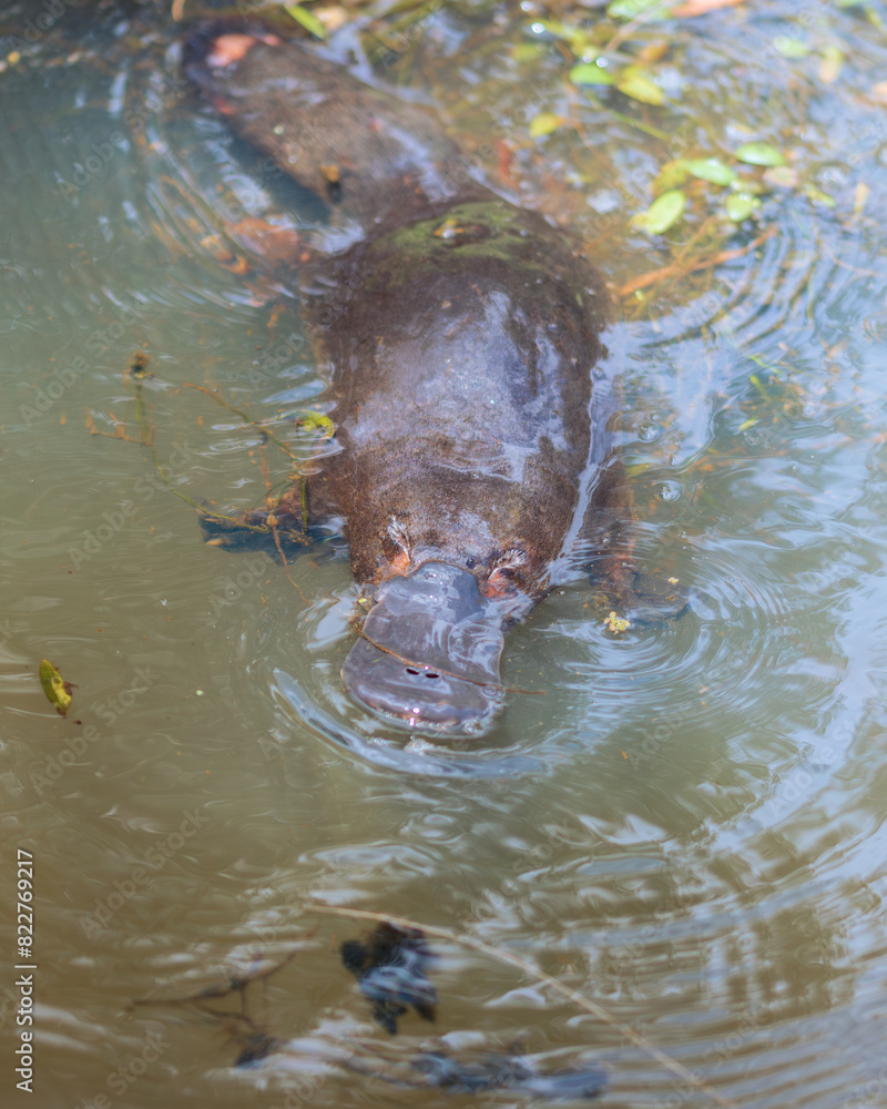 Fototapeta premium Platypus floating 