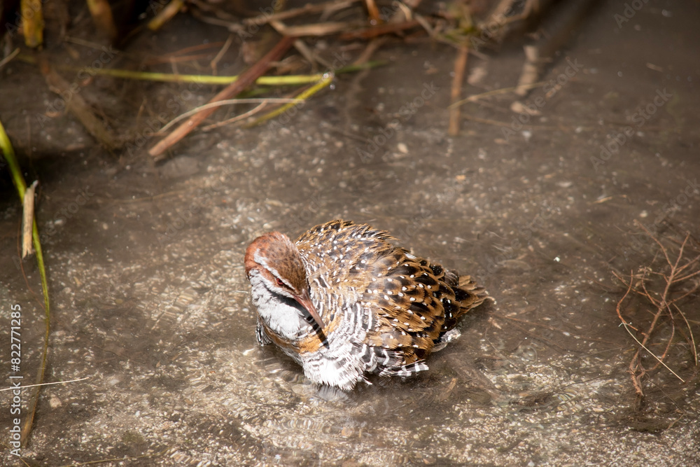 Obraz premium The Buff-banded Rail has a distinctive grey eyebrow and an orange-brown band on its streaked breast. The lores, cheek and hindneck are rich chestnut.