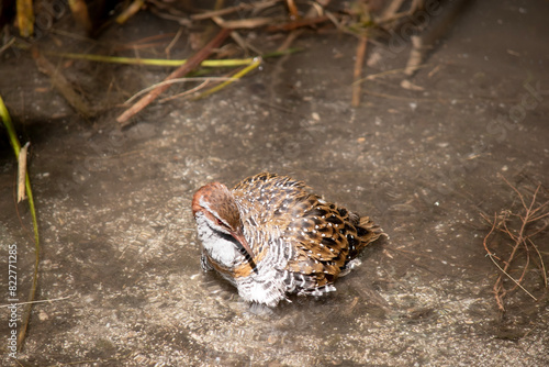 The Buff-banded Rail has a distinctive grey eyebrow and an orange-brown band on its streaked breast. The lores, cheek and hindneck are rich chestnut. photo