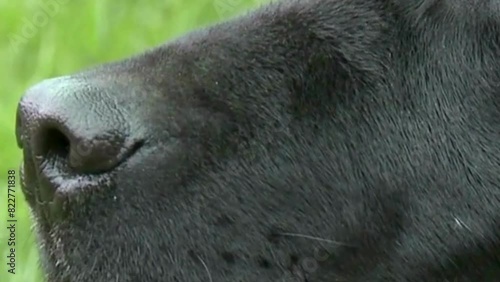 close up of a dog, close up of a black dog, close up of a head of a black dog. photo
