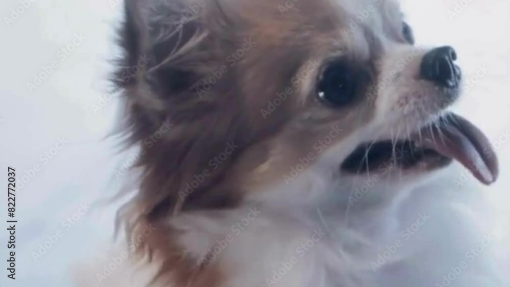 pomeranian dog portrait, portrait of a dog, portrait of a pomeranian. pomeranian dog portrait, portrait of a dog, portrait of a pomeranian.