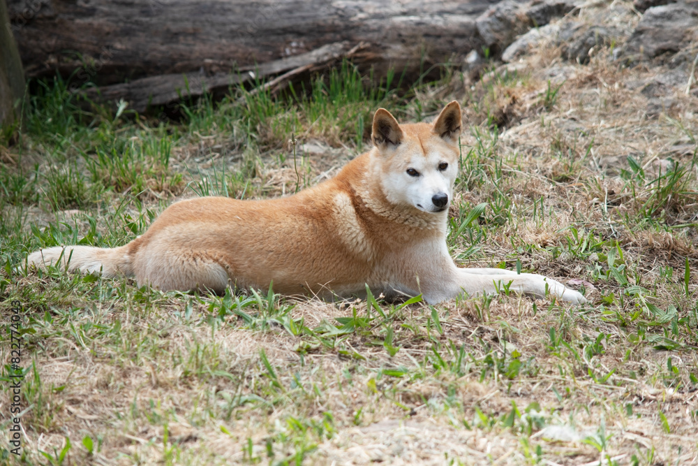 Dingos have a long muzzle, erect ears and strong claws. They usually have a ginger coat and most have white markings on their feet, tail tip and chest.