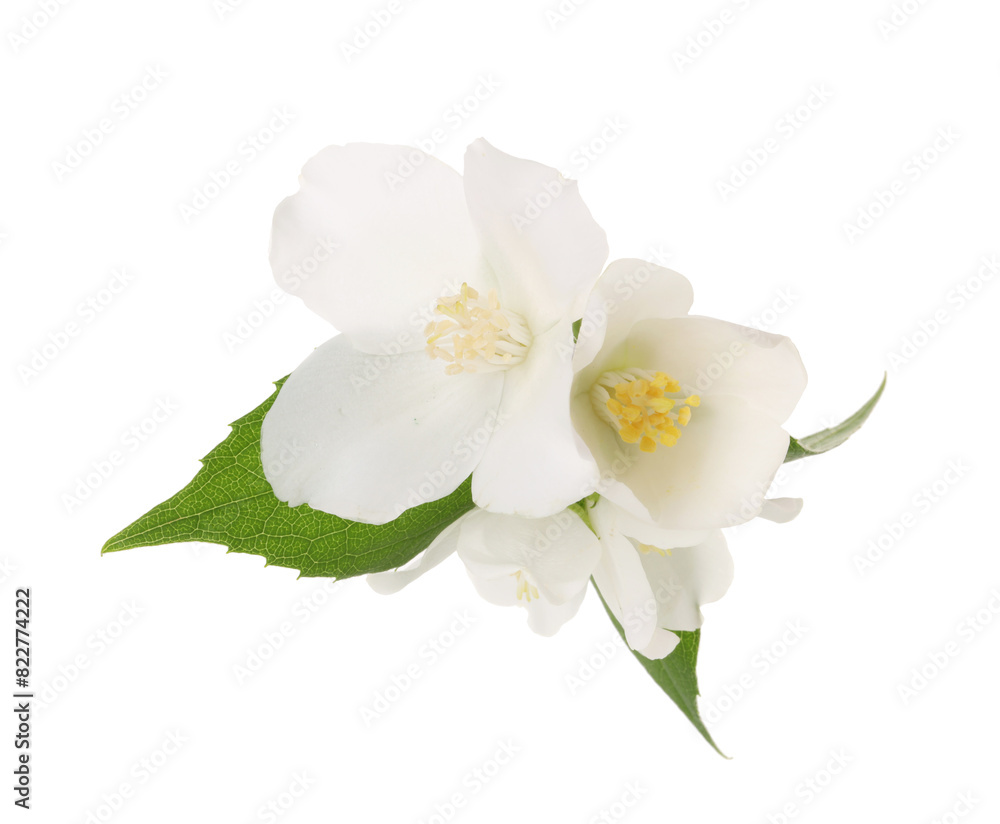 Obraz premium Branch of jasmine flowers and leaves isolated on white