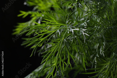 Sprigs of fresh dill on black background  closeup