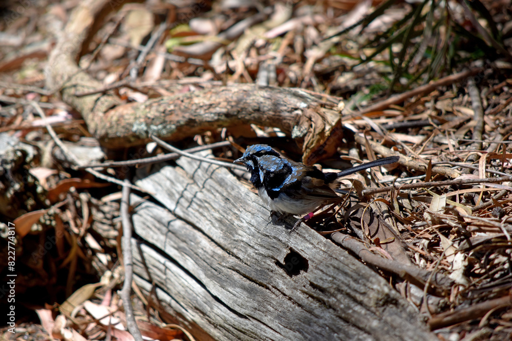 Male fairy wrens have rich blue and black plumage above and on the throat. The belly is grey-white and the bill is black. Male fairy wrens have rich blue and black plumage above and on the throat. The belly is grey-white and the bill is black.