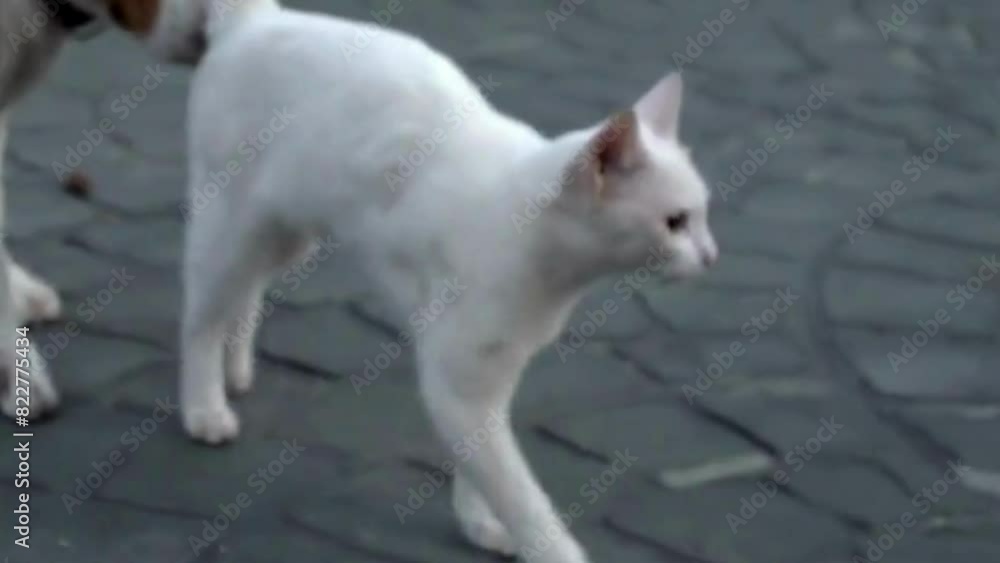 white cat, dog and cat. white cat, dog and cat.