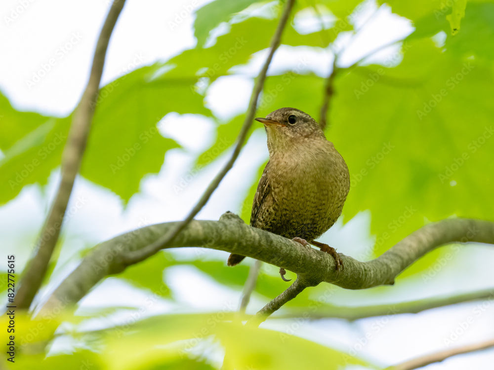 Obraz premium Winter Wren on tree branch in Spring