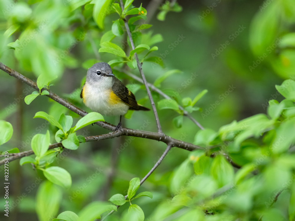 Female American Redstart Warbler on tree branch with green leaves in Spring Female American Redstart Warbler on tree branch with green leaves in Spring