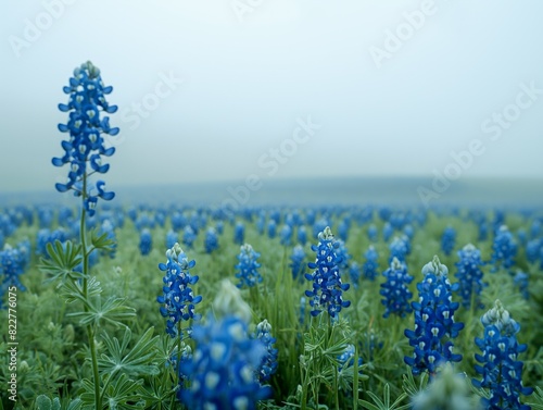 A field of blue flowers with a lone blue flower in the foreground photo