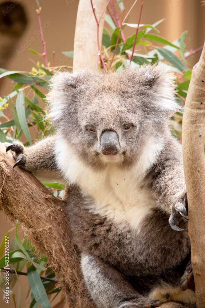 Fototapeta premium the Koala has a large round head, big furry ears and big black nose. Their fur is usually grey-brown in color with white fur on the chest, inner arms, ears and bottom.