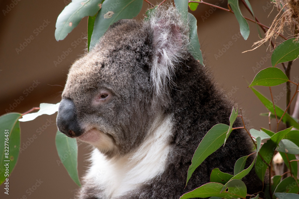 Obraz premium the Koala has a large round head, big furry ears and big black nose. Their fur is usually grey-brown in color with white fur on the chest, inner arms, ears and bottom.