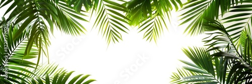A detailed illustration of overlapping tropical palm leaves with a blank area in the center for adding text or logos, isolated on a clean white transparent background © Futuristictech