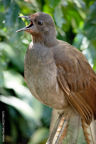 the lyre bird male has an ornate tail, with special curved feathers that, in display, assume the shape of a lyre. photo