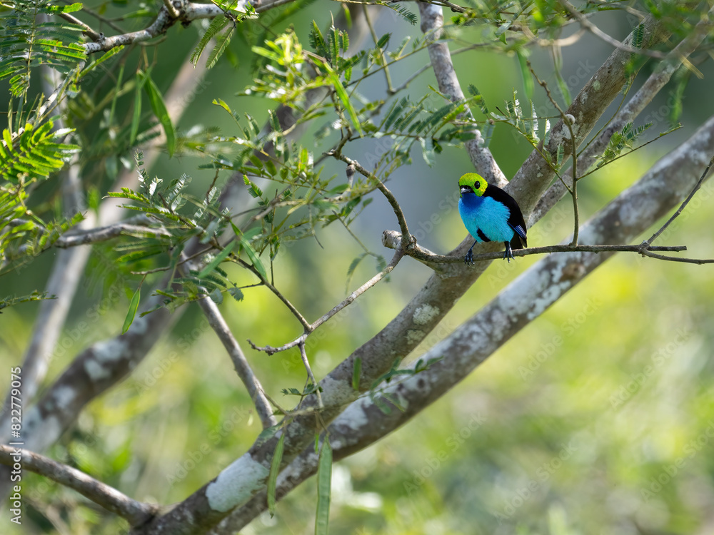 Paradise Tanager on tree branch in Ecuador Paradise Tanager on tree branch in Ecuador