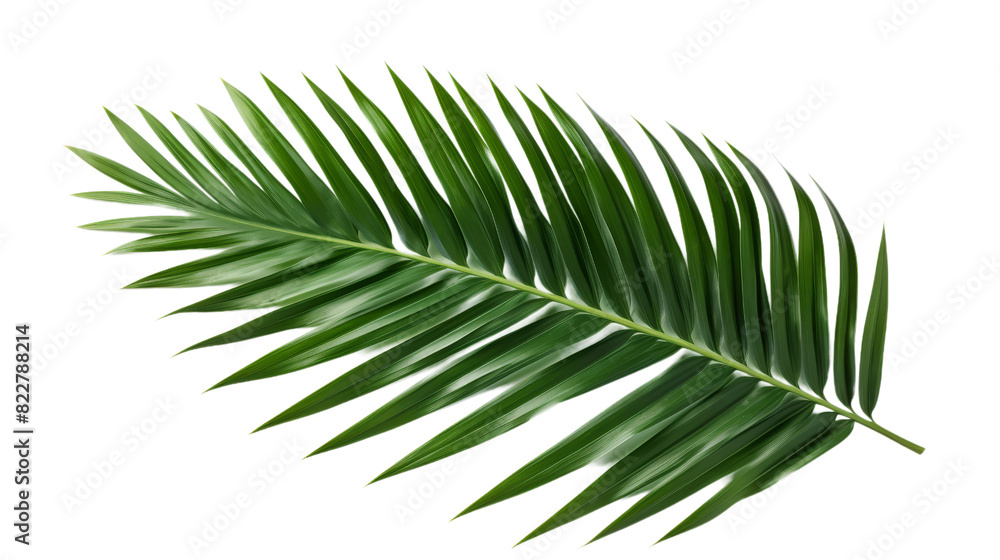 Tropical Green Palm Leaf isolated on transparent background, png, cut out. Tropical Green Palm Leaf isolated on transparent background, png, cut out.