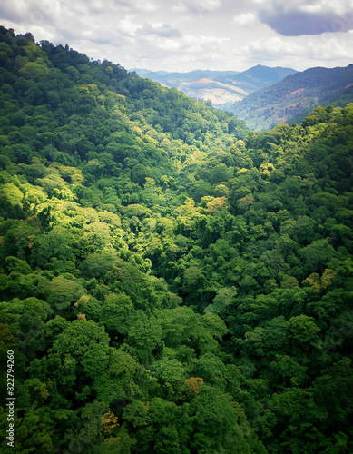 Verdant Valley Vista: Aerial Rainforest © homydesign