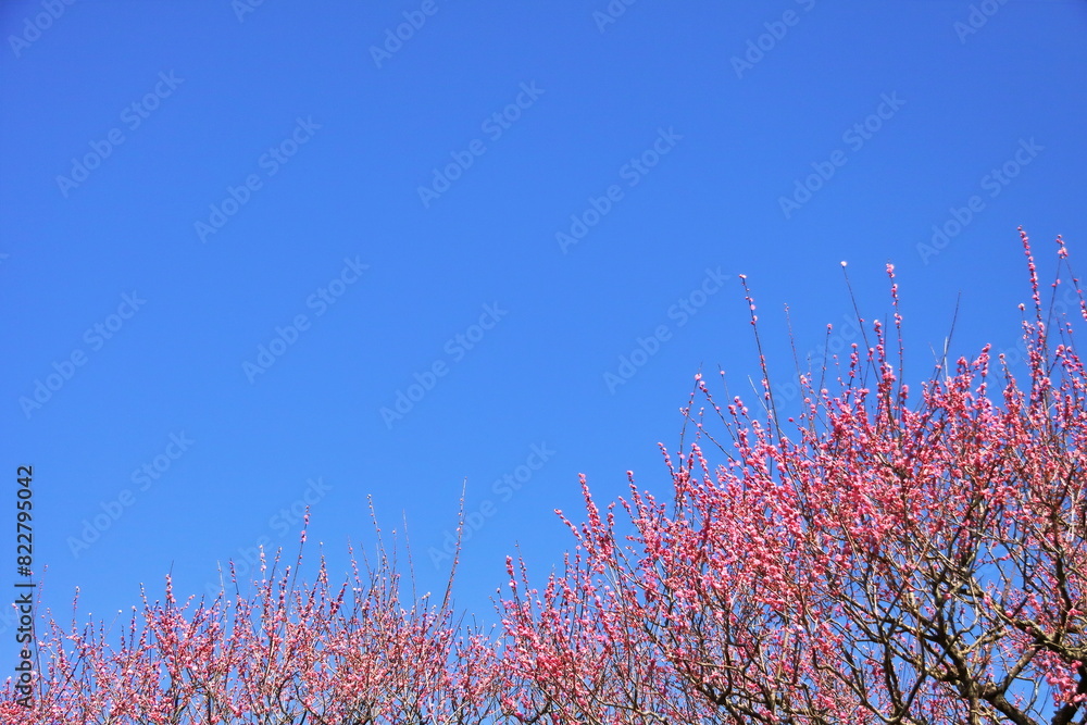 紅色の梅の花