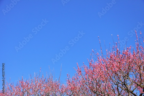 Obraz na płótnie 紅色の梅の花
w salonie