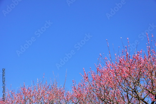 紅色の梅の花
