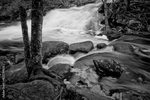 Rushing River Flowing By Rocky Shore in Forest