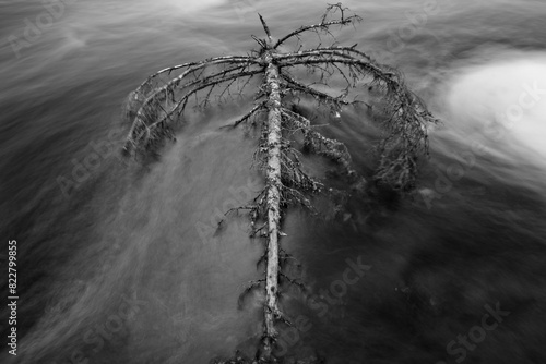 Dead Tree Trunk Sitting in Moving River