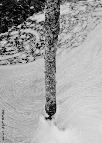 Tree Trunk in River with Foam on Top