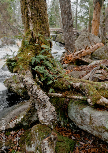 Ferns Growing On Tree Trunk On Rocks Near River