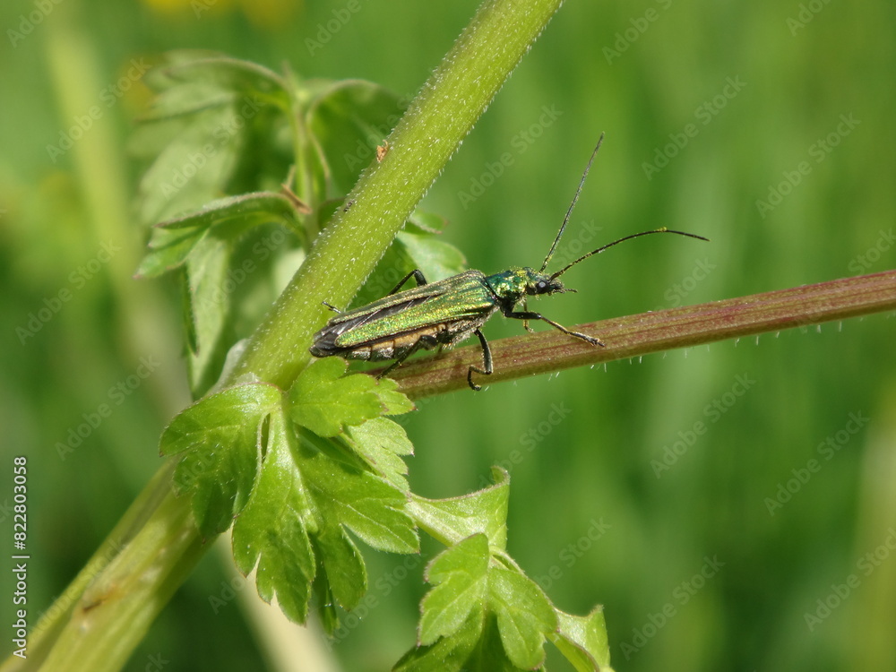Thick-legged flower beetle (Oedemera nobilis), also known as swollen-thighed beetle, female sitting on a stem of herbabaceous plant