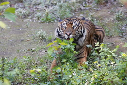 虎　タイガー　草を食べる　ワイルド