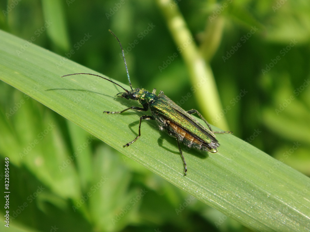 Thick-legged flower beetle (Oedemera nobilis), also known as swollen-thighed beetle, female on a blade of grass Thick-legged flower beetle (Oedemera nobilis), also known as swollen-thighed beetle, female on a blade of grass