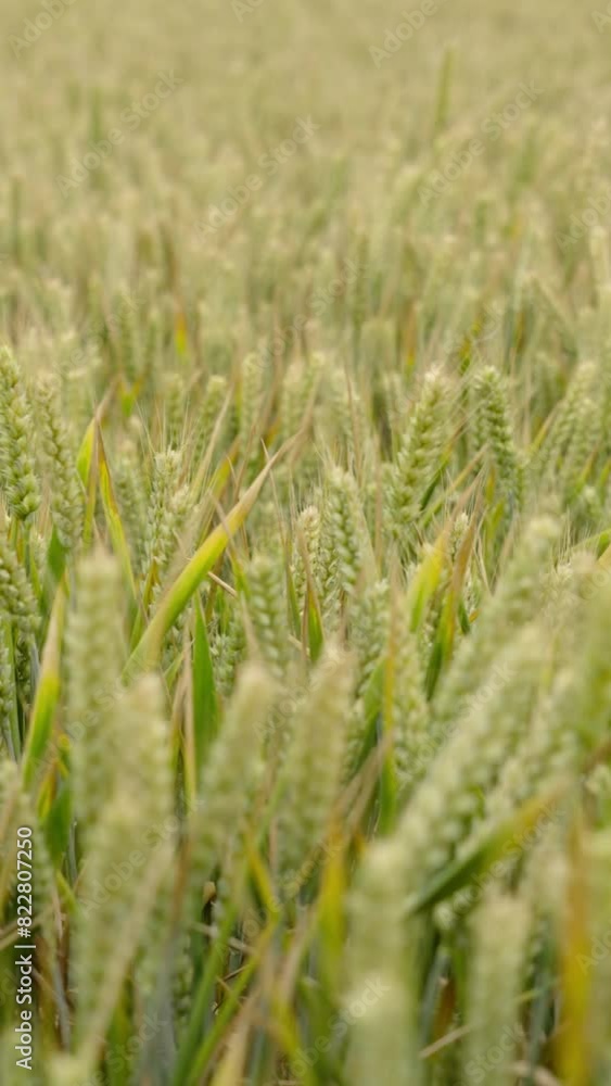 wheat field waving in wind. agriculture harvest. wheat field waving in wind. agriculture harvest.