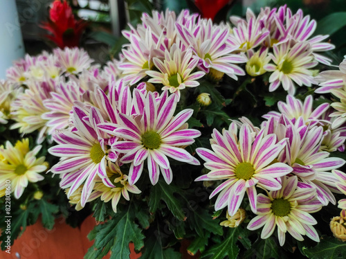 Chrysanthemum morifolium also known florist's daisy blooming in the garden.