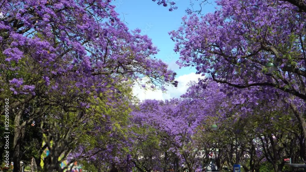 Purple Blue Jacaranda Mimosifolia Alley of Trees with Flowers Waving in Wind. Lisbon, Portugal. Medium Shot Purple Blue Jacaranda Mimosifolia Alley of Trees with Flowers Waving in Wind. Lisbon, Portugal. Medium Shot