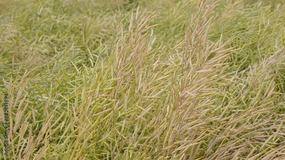 Rapeseed seed pods, Stems of rapeseed, Green Rapeseed field Rapeseed seed pods, Stems of rapeseed, Green Rapeseed field
